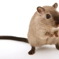 Do Mice and Rats Get Along Together