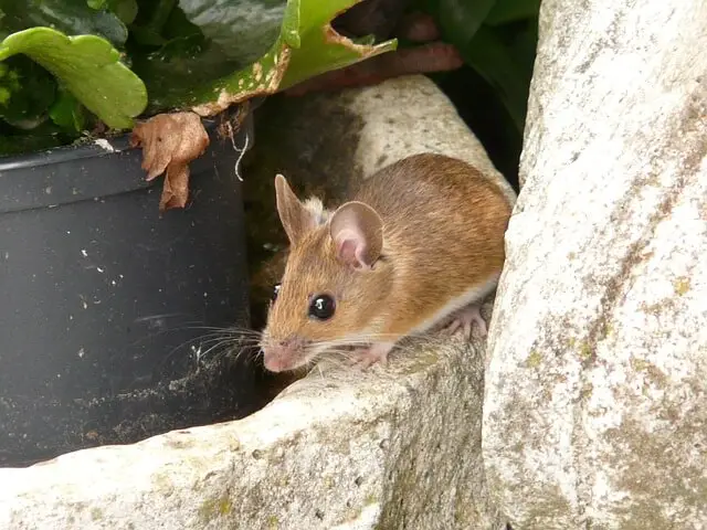 mice upstairs windows through concerned getting bedroom night