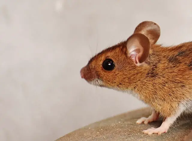 Mouse Lab Blocks Should You Feed Them to Your Mice