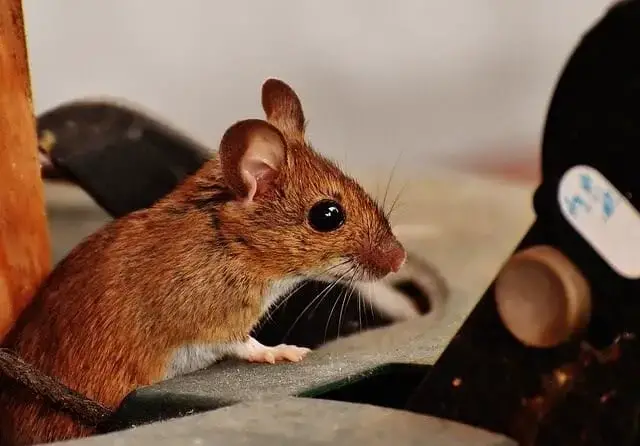 Can Mice Get in Through Air Vents