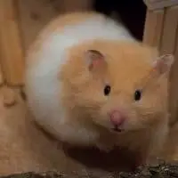 Do Mice and Hamsters Get Along