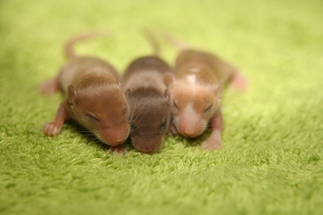 How long can baby mice survive without their mother