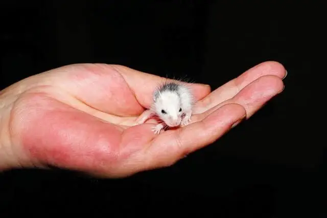 reach cliff Sadly Can Baby Mice Survive Without Their Mom? (Here's What You Can Do) - Pet Mice  Blog.co.uk