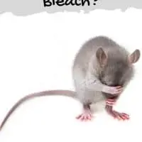 Do Mice Hate Bleach