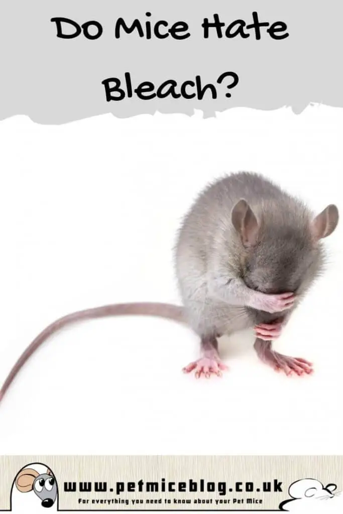 Do Mice Hate Bleach