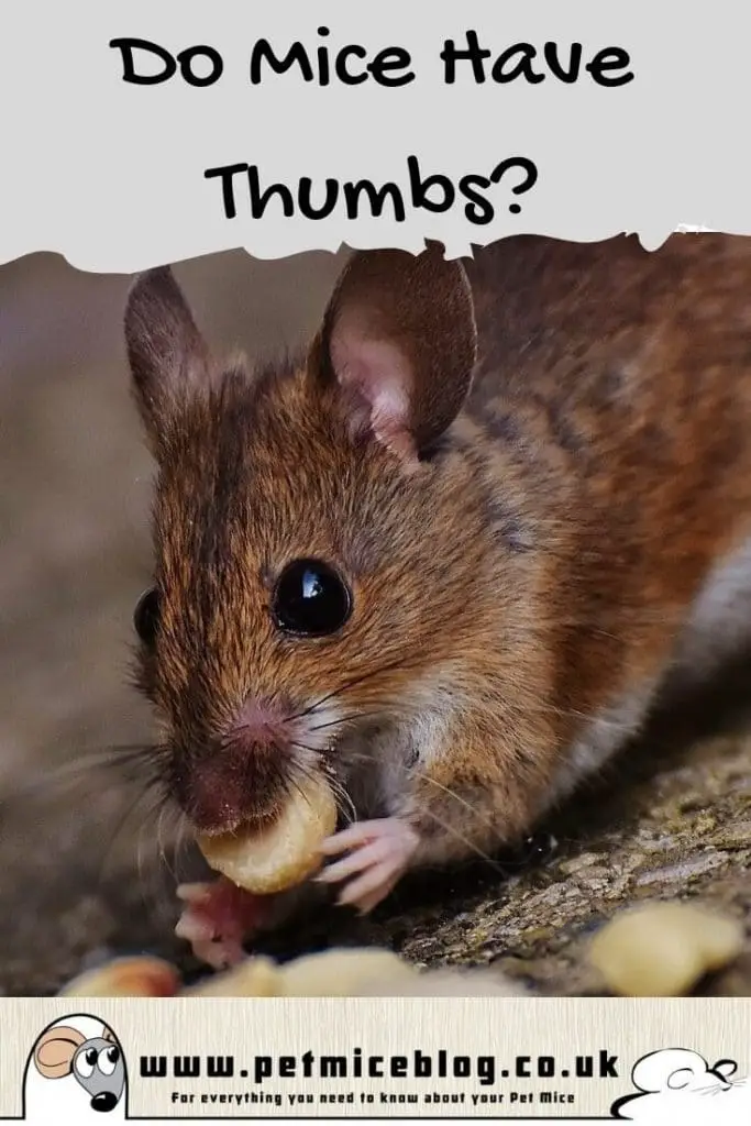 Do Mice Have Thumbs? (A Look at How Their Claws Work) - Pet Mice Blog.co.uk