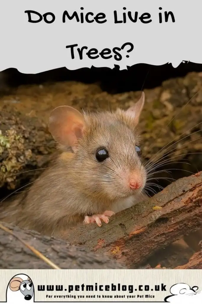 Do Mice Live in Trees
