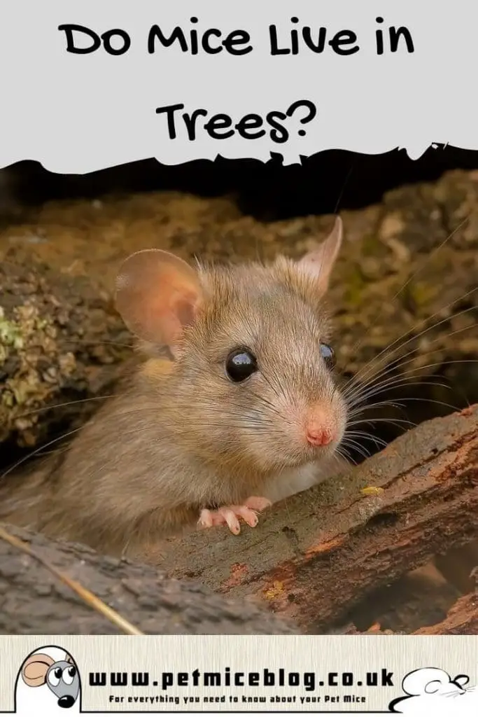 Do Mice Live in Trees? (Some Do!) Pet Mice Blog.co.uk