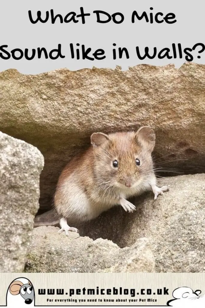 What Do Mice in Walls Sound Like