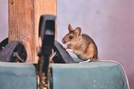 Can Mice Climb Metal Table Legs
