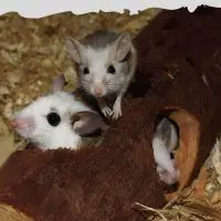 Do Mice Chew Wood