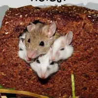 Do Mice Dig Holes