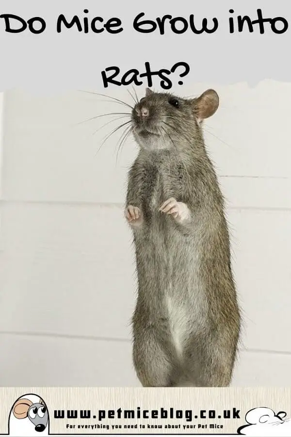 Do Mice Grow into Rats