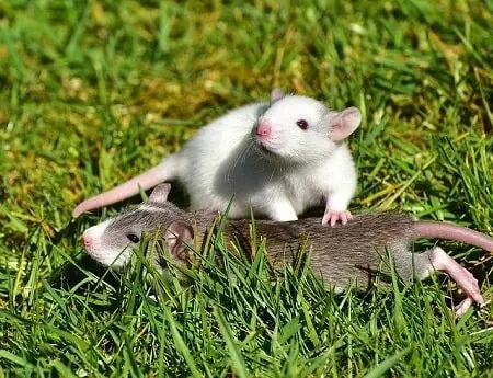 How Can You Tell Mice and Rats Apart