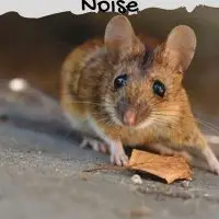 How to Scare Mice Away With Noise