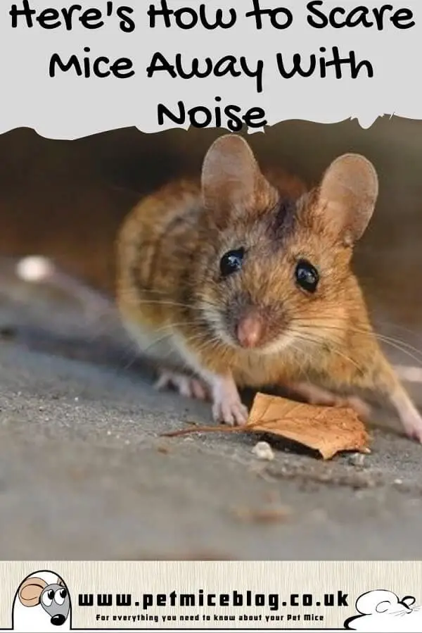 How to Scare Mice Away With Noise