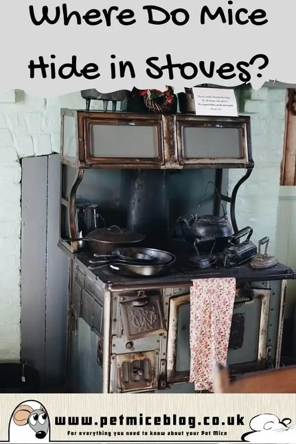 Where Do Mice Hide In Stoves How To Rid Pet Mice Blog Co Uk